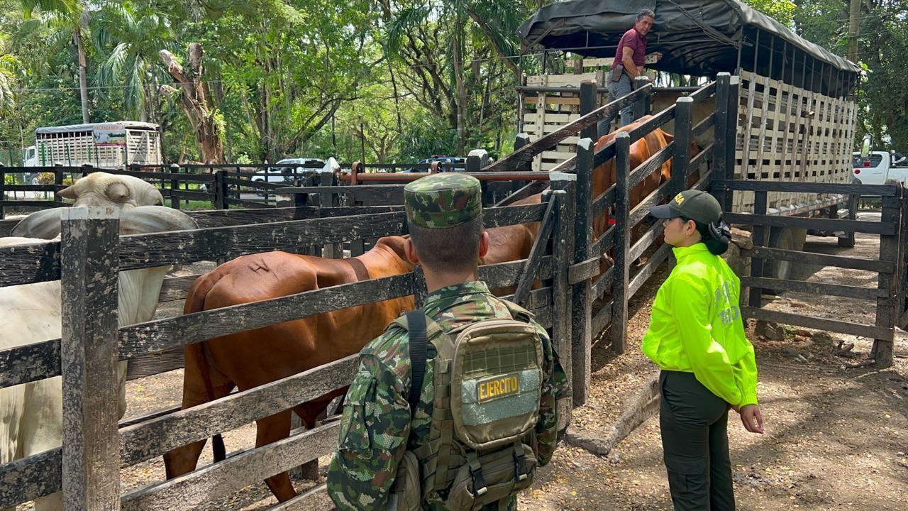 Recuperan ganado en Puerto Berrío 